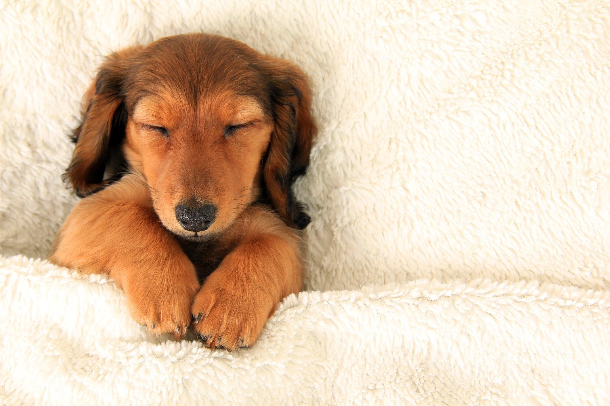 Why Do Dogs Like Blankets? - Sew Sweet Minky Designs