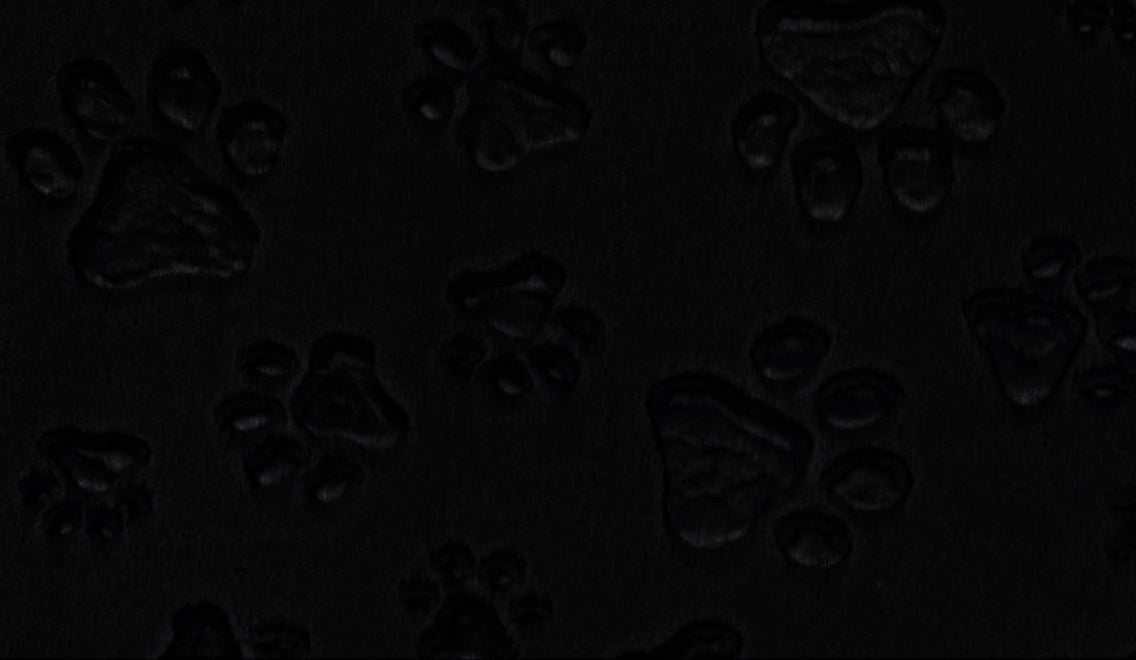 Paws Black