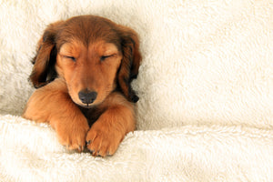 Why Do Dogs Like Blankets? - Sew Sweet Minky Designs