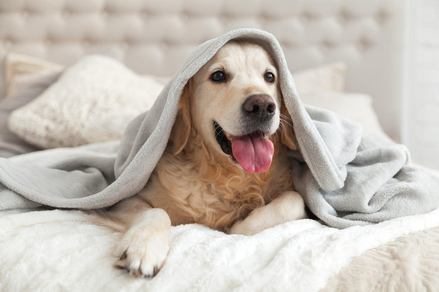 How To Remove Annoying Hair From Your Favorite Blankets - Sew Sweet Minky Designs