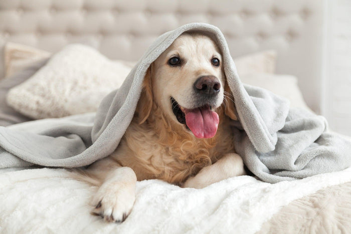 How To Remove Annoying Hair From Your Favorite Blankets - Sew Sweet Minky Designs