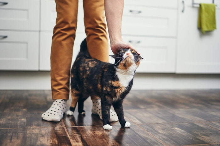 How to Care for Your Elderly Cat - Sew Sweet Minky Designs