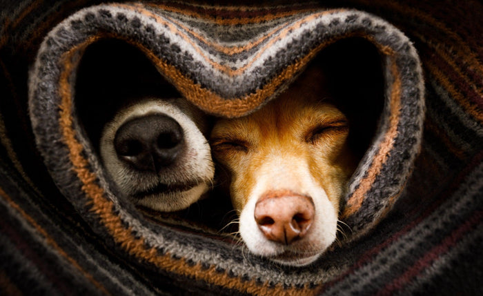 What Type of Cuddler Are You? - Sew Sweet Minky Designs
