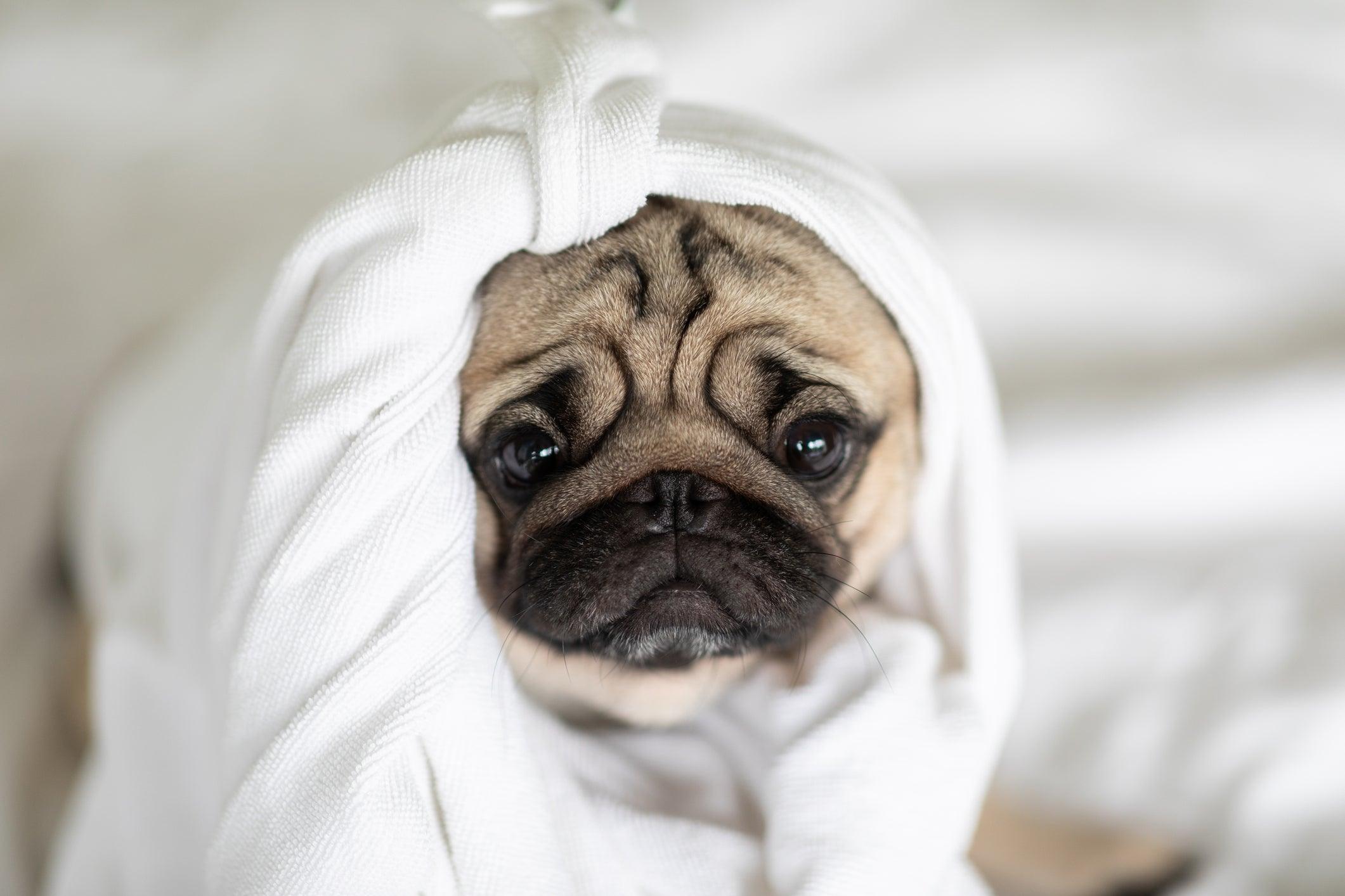 When Is It Too Cold for Dogs? - Sew Sweet Minky Designs