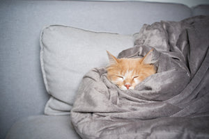 Cat sleeping in a fluffy blanket