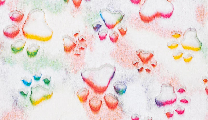 Prism Paws Vibrant